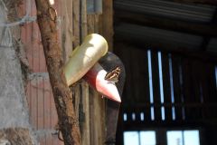 Grosser Schillerfalter Weibschen