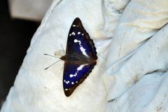 Grosser Schillerfalter Männchen